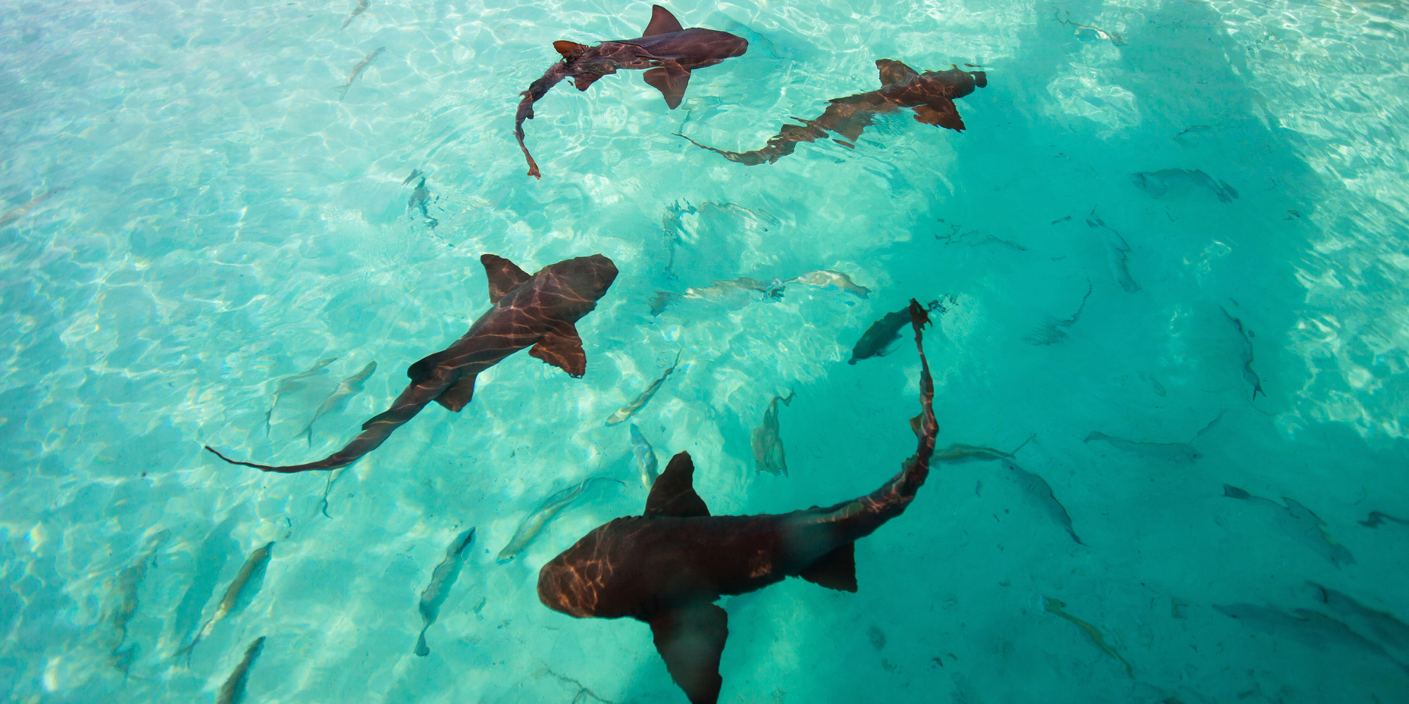 Overcoming the Fear of Sharks: A Surfer's Perspective